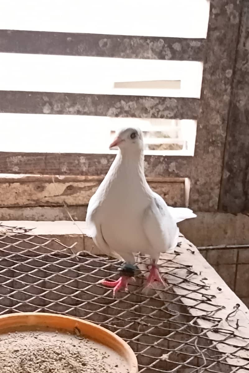 Budgie 1