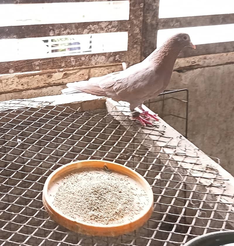 Budgie 2
