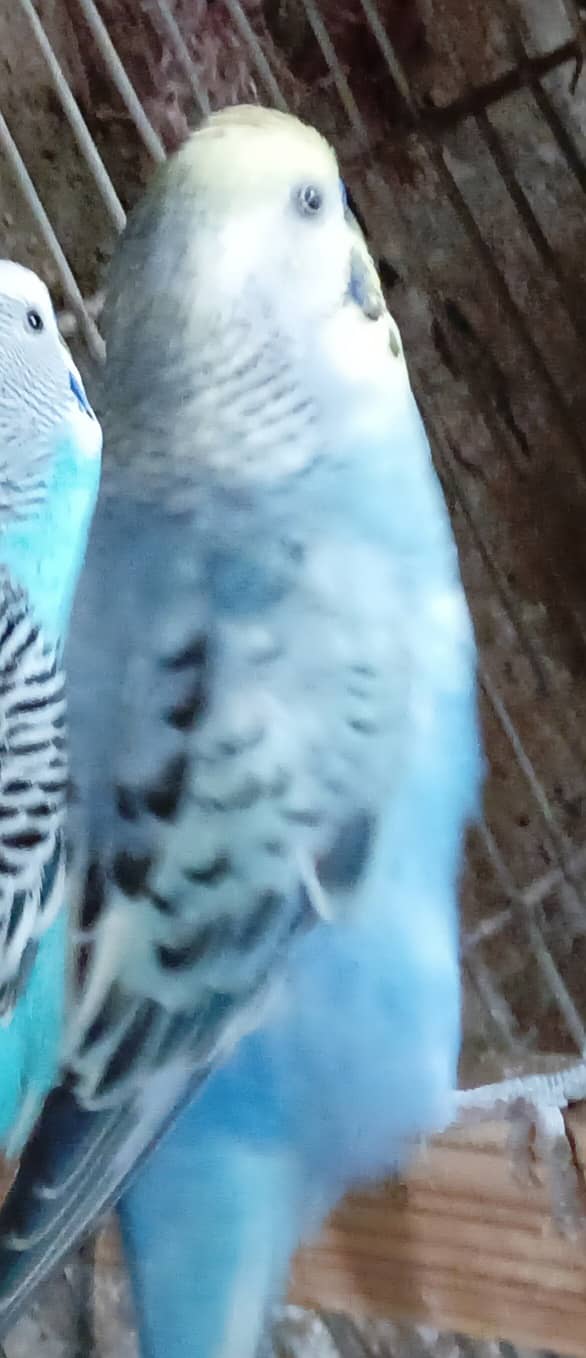 Budgie 4