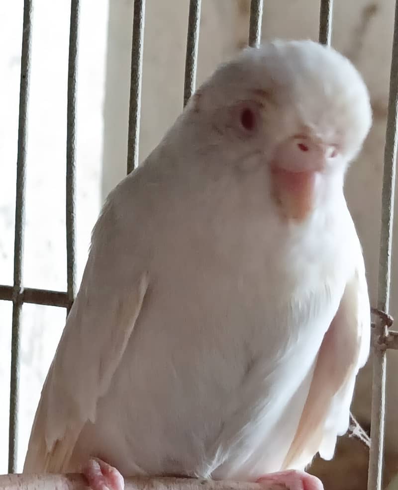 Budgie 5