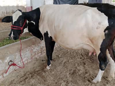 تین گائے فار سیل دو گائے سوا ایک تیار