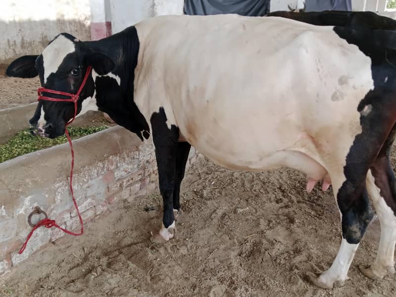 تین گائے فار سیل دو گائے سوا ایک تیار 0