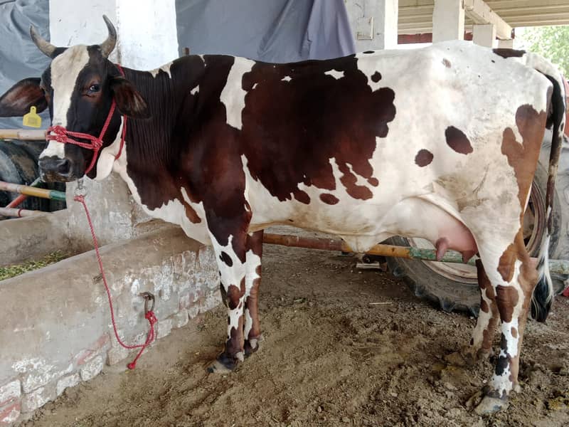 تین گائے فار سیل دو گائے سوا ایک تیار 1
