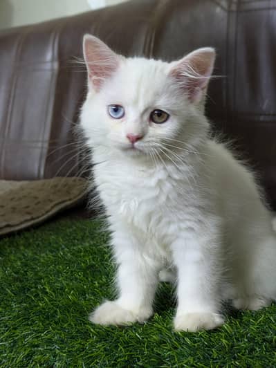 Punch Face persian kiTten 