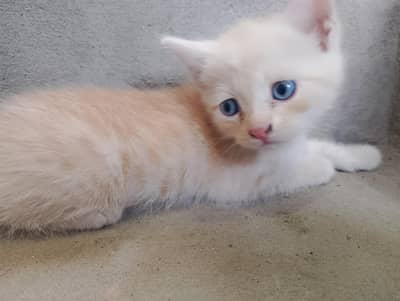 Himalayan Persian cute baby