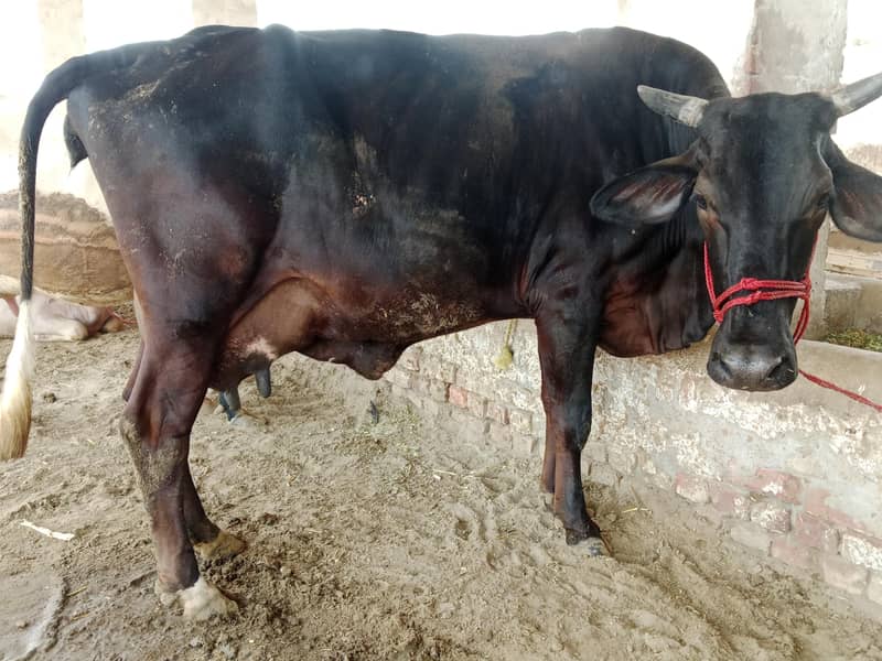 تین گائے فار سیل دو گائے سوا ایک تیار 2