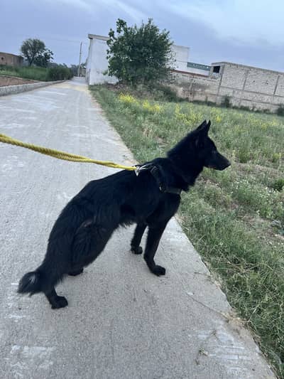 Black shepherd puppy