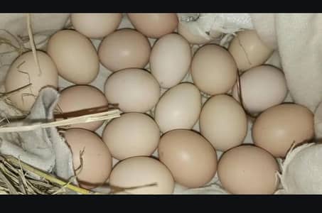 Eggs Tahi panuas