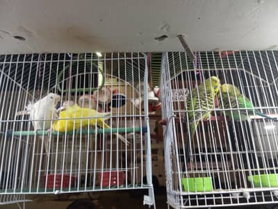 budgie hogoromo