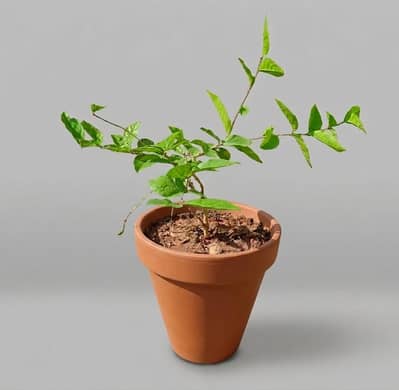 Arabian Jasmine/Motia
