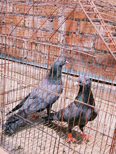 breaker pair