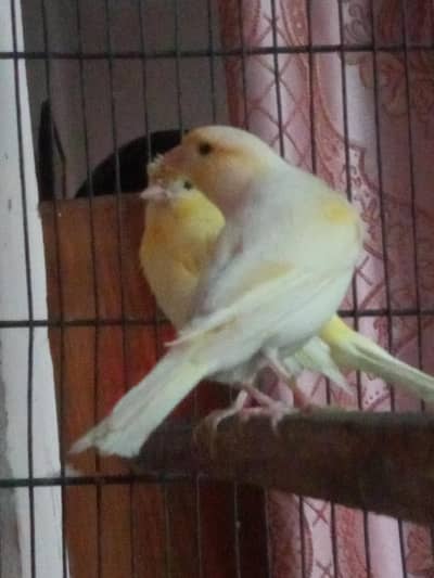 Canary singing Bird location Sialkot