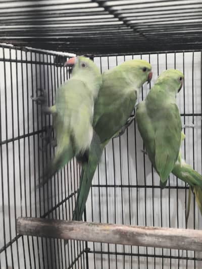 Green Ringneck female