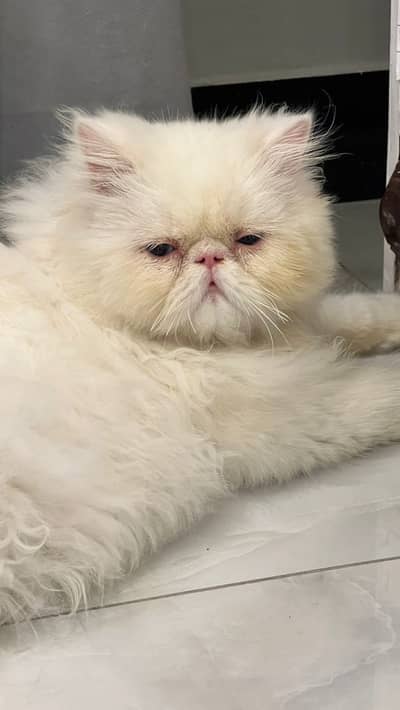 Piki Face Stud Male | Peki | Peke |PERSAIN  | cfa bloodline