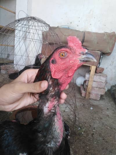 Pakoya patha. with cage. with pigeon.  serious person contact