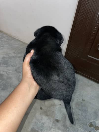 Black German shepherd