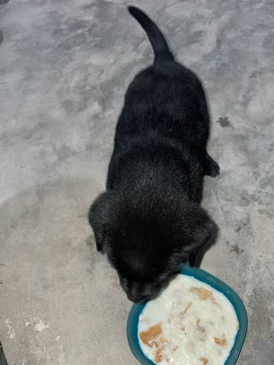 Black German shepherd