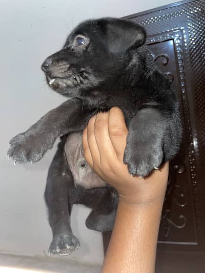 Black German shepherd