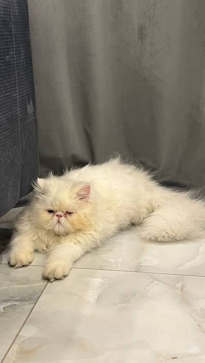Pure CFA bloodline cat | Male piki cat  | stud peke face cats for sale