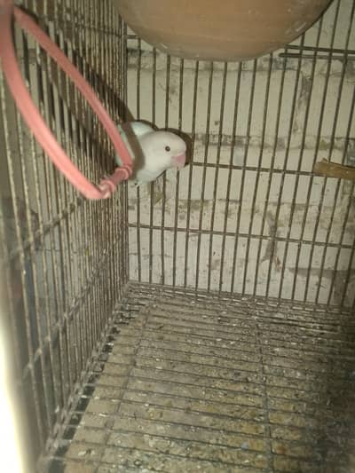 Fisher Albino  pair for sale+923267409123