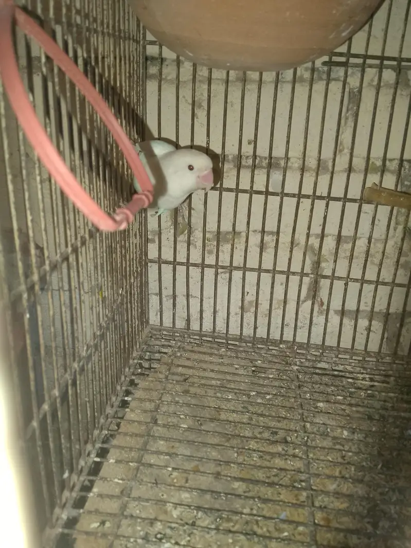 Fisher Albino  pair for sale+923267409123 — photo 2