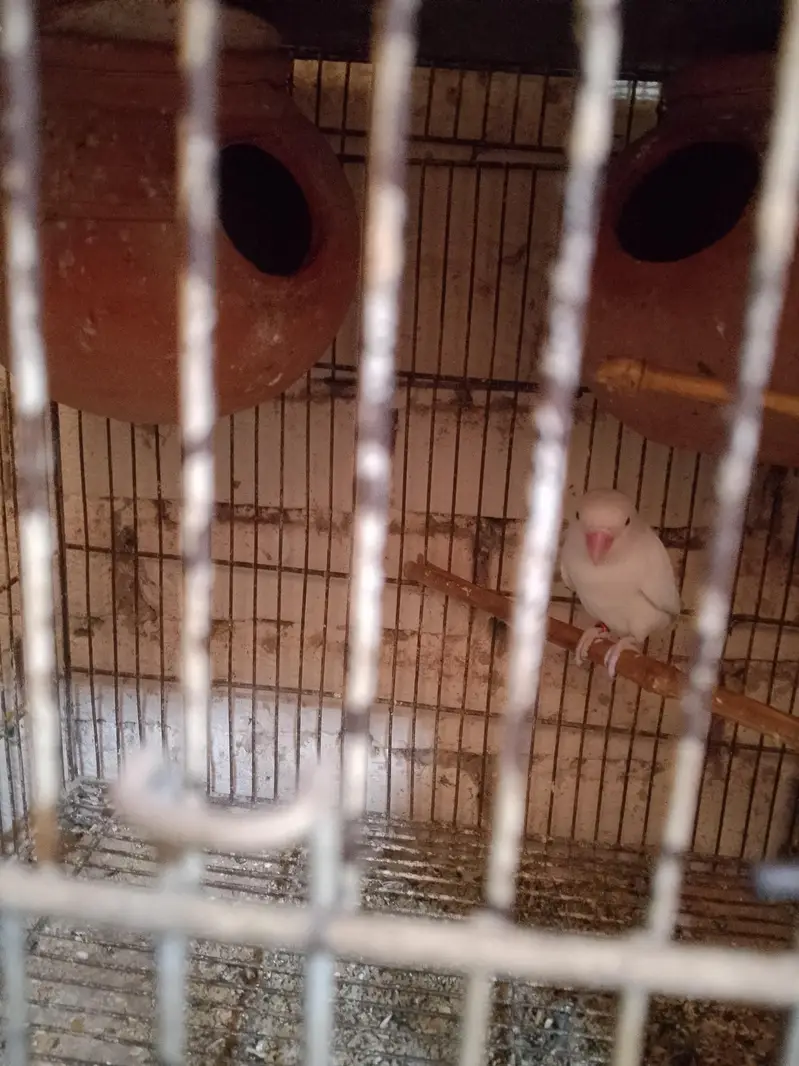 Fisher Albino  pair for sale+923267409123 — photo 3