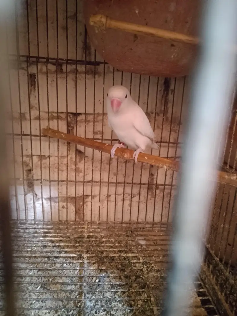 Fisher Albino  pair for sale+923267409123 — photo 4
