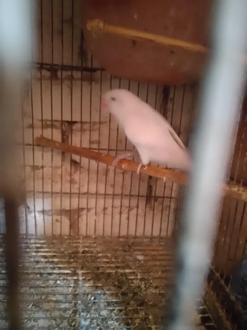 Fisher Albino  pair for sale+923267409123 — photo 5
