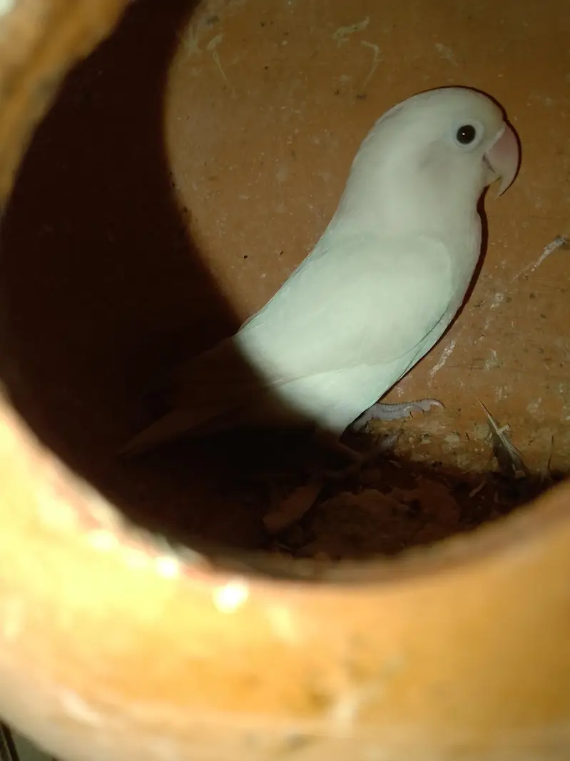 Fisher Albino  pair for sale+923267409123 — photo 6