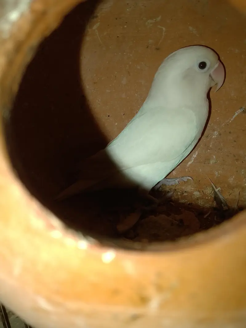 Fisher Albino  pair for sale+923267409123 — photo 7