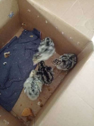 turkey chicks