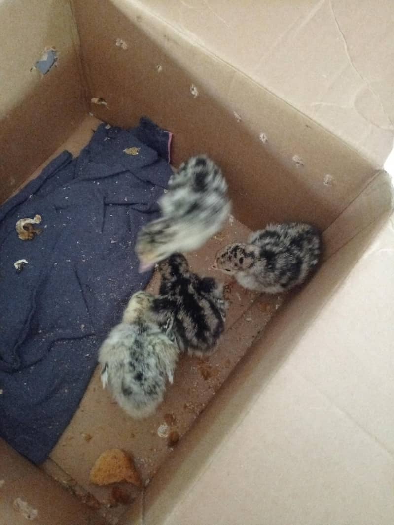 turkey chicks 0