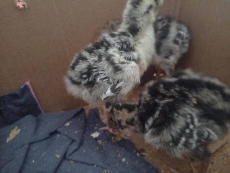 turkey chicks 1