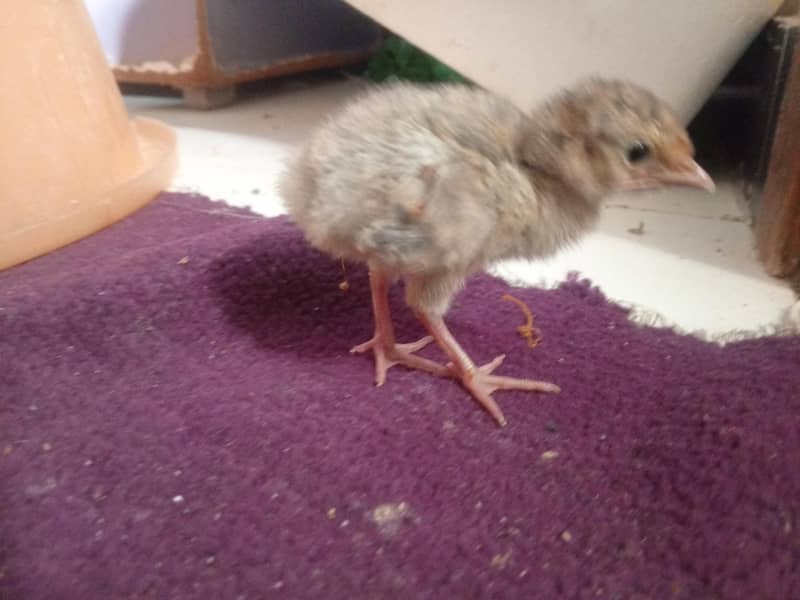 turkey chicks 2