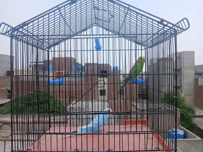 king size into normal size budgies breeder pair available for sale