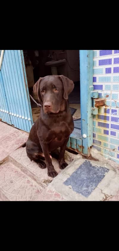 Labrador Male