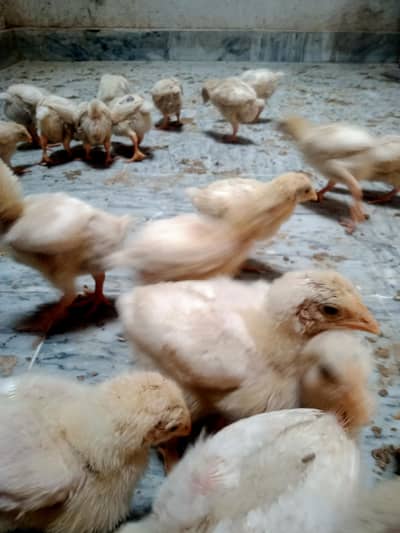 polati faram chicks