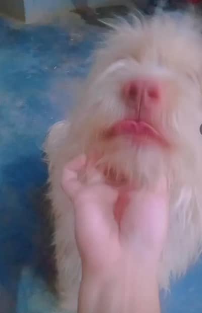 Healthy & Playful Puppy for Sale