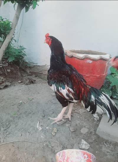 hight quilty aseel murgha