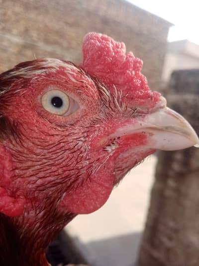top quality aseel breeder