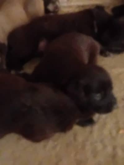 Puppies for sale . . kindly contact on WhatsApp