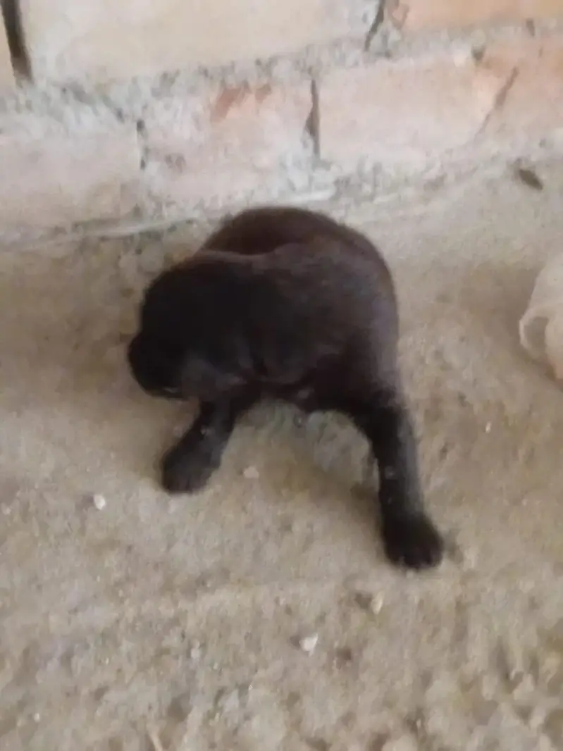 Street Puppies for sale . . kindly contact on WhatsApp — photo 2