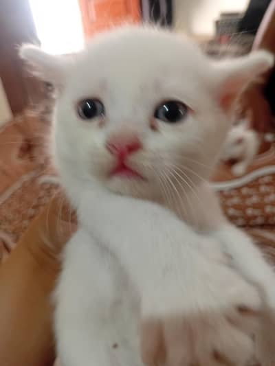 kitten white