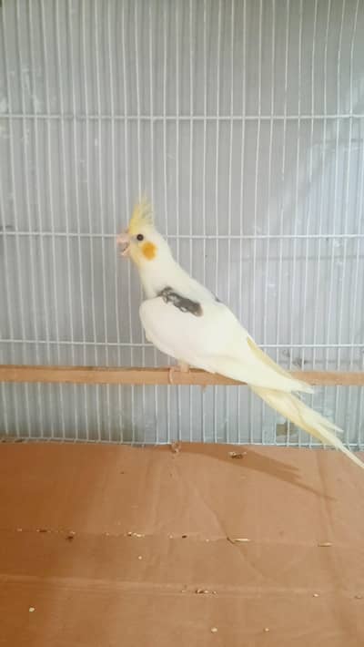 Cocktail V Pied/Eno Pearl Pied/Cream/Lotino Pearl Pied