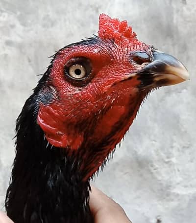 high quality bird