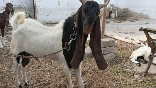 available for Crossing |  breeding purpose