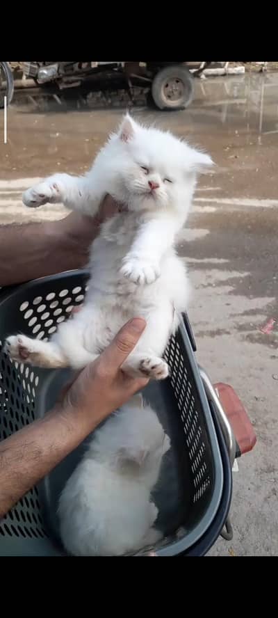 pure Persian trippel coat male kitten (0323/7808505)