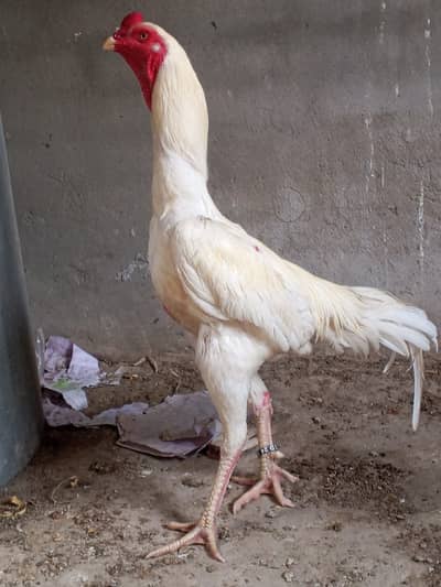 white shamo| king size shamo | german shamo | shamo + 1 male