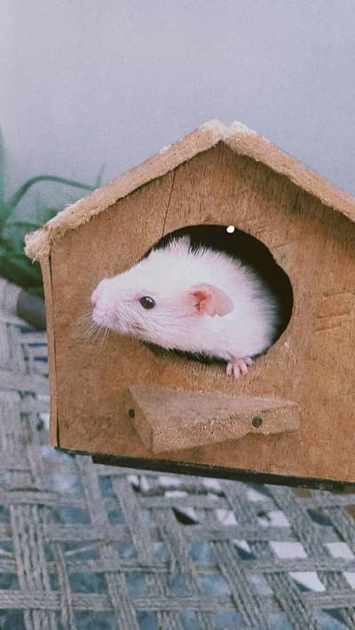 Hamster 