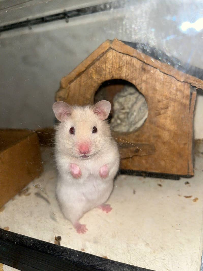 Hamster  1
